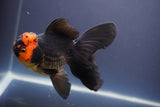 Thai Oranda  Tricolor 5.5 Inch (ID#906To6a-110)