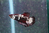 Black    Samurai Plakat Male Betta (ID#801-M711) Free2Day SHIPPING