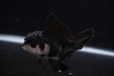 Juvenile Thai Oranda  Panda 3.5 Inch (ID#0103T13b-88) Free2Day SHIPPING