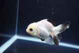 Juvenile Thai Oranda  Panda 3.5 Inch (ID#1119To13b-72) Free2Day SHIPPING