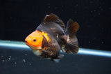 Ryukin  Tricolor 4 Inch (ID#411Ry1a-107) Free2Day SHIPPING