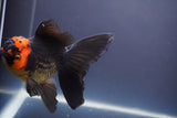 Thai Oranda  Tricolor 5.5 Inch (ID#906To6c-110)