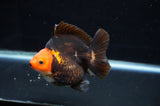 Ryukin  Tricolor 4 Inch (ID#411Ry1a-107) Free2Day SHIPPING
