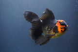 Thai Oranda  Tricolor 5.5 Inch (ID#906To6a-110)