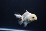 Juvenile Thai Oranda  Panda 3.5 Inch (ID#1119To13b-72) Free2Day SHIPPING