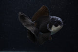 Juvenile Thai Oranda  Panda 3.5 Inch (ID#0103T13b-88) Free2Day SHIPPING