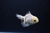 Juvenile Thai Oranda  Panda 3.5 Inch (ID#1119To13b-72) Free2Day SHIPPING