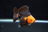 Ryukin  Tricolor 4 Inch (ID#411Ry1a-107) Free2Day SHIPPING