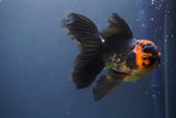 Thai Oranda  Tricolor 5.5 Inch (ID#906To6a-110)