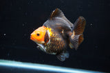 Ryukin  Tricolor 4 Inch (ID#411Ry1a-107) Free2Day SHIPPING