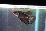 Black    Samurai Plakat Male Betta (ID#801-M712) Free2Day SHIPPING