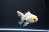 Juvenile Thai Oranda  Panda 3.5 Inch (ID#1119To13b-72) Free2Day SHIPPING