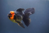 Thai Oranda  Tricolor 5.5 Inch (ID#906To6c-110)