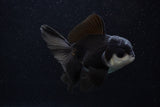 Juvenile Thai Oranda  Panda 3.5 Inch (ID#0103T13b-88) Free2Day SHIPPING