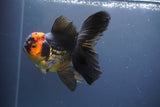 Thai Oranda  Tricolor 5.5 Inch (ID#906To6a-110)