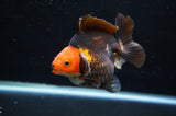 Ryukin  Tricolor 4 Inch (ID#411Ry1a-107) Free2Day SHIPPING