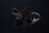 Juvenile Thai Oranda  Panda 3.5 Inch (ID#0103T13b-88) Free2Day SHIPPING