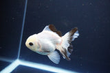 Juvenile Thai Oranda  Panda 3.5 Inch (ID#1119To13b-72) Free2Day SHIPPING