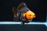 Ryukin  Tricolor 4 Inch (ID#411Ry1a-107) Free2Day SHIPPING
