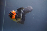 Thai Oranda  Tricolor 5.5 Inch (ID#906To6c-110)