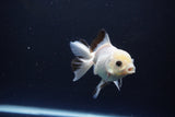 Juvenile Thai Oranda  Panda 3.5 Inch (ID#1119To13b-72) Free2Day SHIPPING