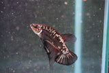 Black    Samurai Plakat Male Betta (ID#801-M712) Free2Day SHIPPING