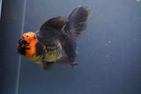 Thai Oranda  Tricolor 5.5 Inch (ID#906To6c-110)