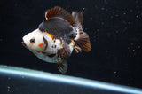 Ryukin  Tricolor 3.5 Inch (ID#411Ry1a-108) Free2Day SHIPPING