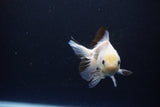 Juvenile Thai Oranda  Panda 3.5 Inch (ID#1119To13b-72) Free2Day SHIPPING