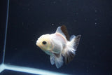 Juvenile Thai Oranda  Panda 3.5 Inch (ID#1119To13b-72) Free2Day SHIPPING