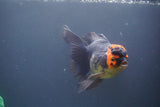 Thai Oranda  Tricolor 5.5 Inch (ID#906To6c-110)