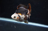 Ryukin  Tricolor 3.5 Inch (ID#411Ry1a-108) Free2Day SHIPPING