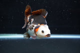Ryukin  Tricolor 3.5 Inch (ID#411Ry1a-108) Free2Day SHIPPING