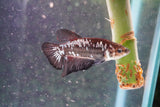 Black    Samurai Plakat Male Betta (ID#801-M712) Free2Day SHIPPING