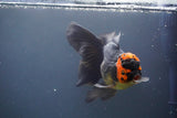 Thai Oranda  Tricolor 5.5 Inch (ID#906To6a-110)