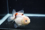 Juvenile Thai Oranda  Calico 3 Inch (ID#0103T13b-89) Free2Day SHIPPING