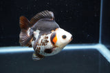 Ryukin  Tricolor 3.5 Inch (ID#411Ry1a-108) Free2Day SHIPPING