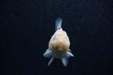 Juvenile Thai Oranda  Calico 3 Inch (ID#0103T13b-89) Free2Day SHIPPING