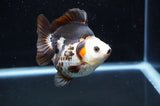 Ryukin  Tricolor 3.5 Inch (ID#411Ry1a-108) Free2Day SHIPPING