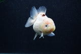 Juvenile Thai Oranda  Calico 3 Inch (ID#0103T13b-89) Free2Day SHIPPING