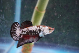 Black    Samurai Plakat Male Betta (ID#801-M713) Free2Day SHIPPING