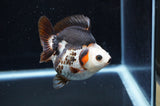 Ryukin  Tricolor 3.5 Inch (ID#411Ry1a-108) Free2Day SHIPPING