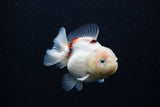 Juvenile Thai Oranda  Calico 3 Inch (ID#0103T13b-89) Free2Day SHIPPING