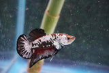 Black    Samurai Plakat Male Betta (ID#801-M713) Free2Day SHIPPING