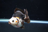 Ryukin  Tricolor 3.5 Inch (ID#411Ry1a-108) Free2Day SHIPPING