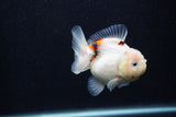 Juvenile Thai Oranda  Calico 3 Inch (ID#0103T13b-89) Free2Day SHIPPING