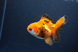 Juvenile Thai Oranda  Tricolor 4 Inch (ID#1119To13b-73) Free2Day SHIPPING