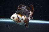 Ryukin  Tricolor 3.5 Inch (ID#411Ry1a-108) Free2Day SHIPPING