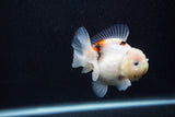 Juvenile Thai Oranda  Calico 3 Inch (ID#0103T13b-89) Free2Day SHIPPING