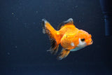 Juvenile Thai Oranda  Tricolor 4 Inch (ID#1119To13b-73) Free2Day SHIPPING